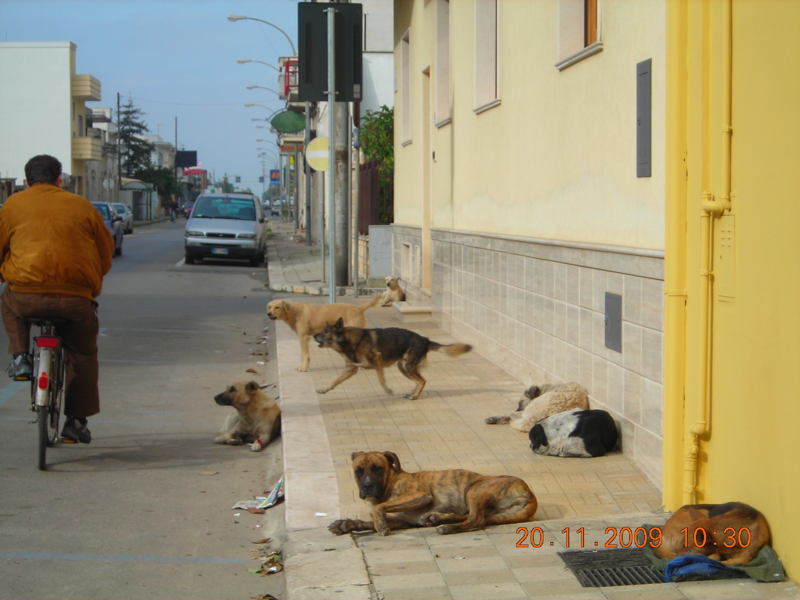 Sava Uomo Azzannato Dai Cani Randagi Si Ripropone Il Problema Dell